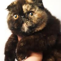 Exotic shorthair fold