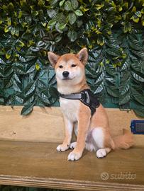 Shiba cucciolo