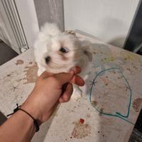 Bichon Maltese