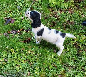 Cocker Spaniel Inglese Pedigree ENCI