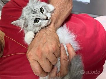 Gatto siberiano cucciolo femmina