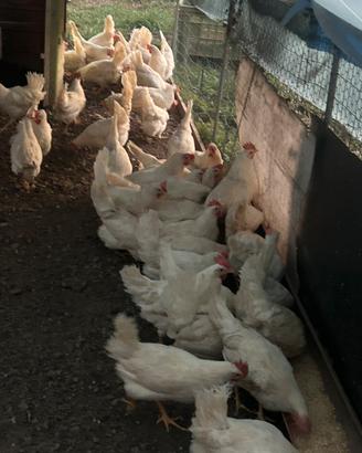 Galline livornesi