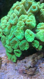 caulastree verde fluò acquario marino