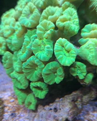 caulastree verde fluò acquario marino