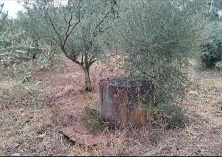 Oliveto - Vista 5