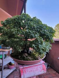 bonsai 