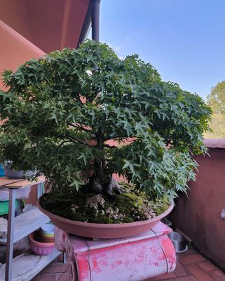bonsai 
