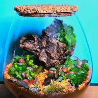 terrarium XL