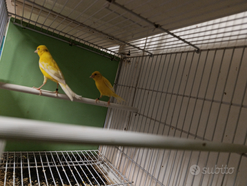 Canarina spagnola 2025