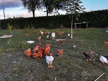 Galline Pulcinotti Capponi