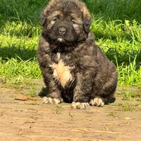 Cucciolo pastore del caucaso