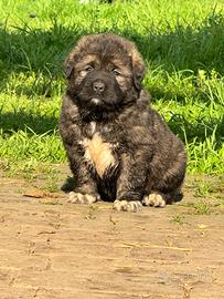 Cucciolo pastore del caucaso
