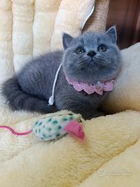Cucciole British Shorthair Blu con Pedigree - Alta
