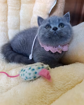 Cucciole British Shorthair Blu con Pedigree - Alta