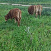 Lemousine in purezza