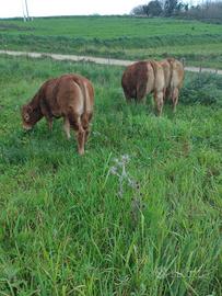 Lemousine in purezza