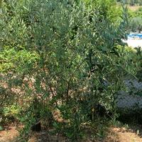 ALBERI DI ULIVO UNO DI 7 ANNI E UNO DI 6 ANNI