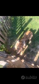 Cane pastore