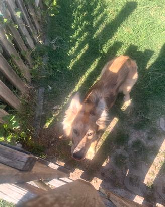 Cane pastore