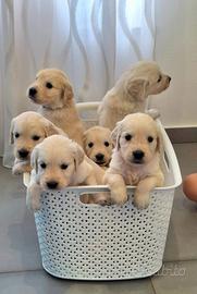 Prestigiosa Cucciolata di Golden Retriever