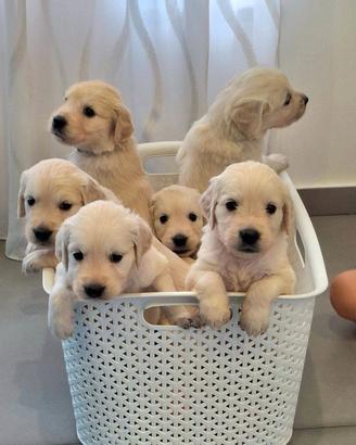 Prestigiosa Cucciolata di Golden Retriever