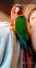 Pappagalli domestici