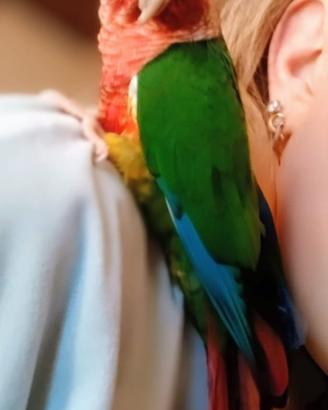 Pappagalli domestici