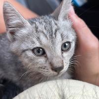 Cucciola di gattina