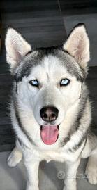 Husky