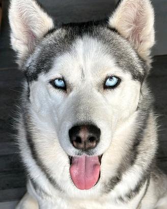 Husky