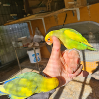 Uccelli