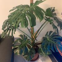 Monstera Deliciosa sana e rigogliosa