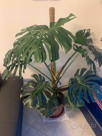 Monstera Deliciosa sana e rigogliosa