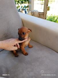 Mini pincher Toy maschio