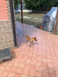 Cagnolina