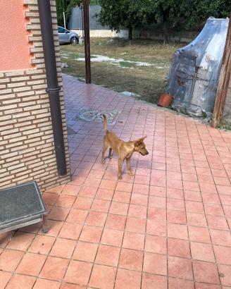 Cagnolina