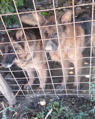 Pastore Tedesco con pedigree