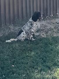 setter inglese