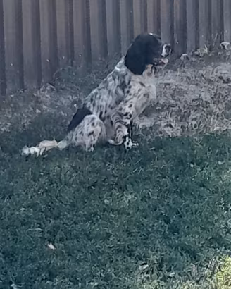 setter inglese