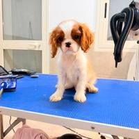 Cavalier king