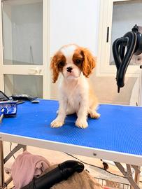 Cavalier king