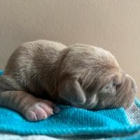 Cuccioli di American Pitbull terrier