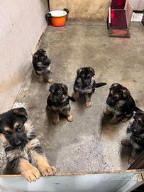 Pastori tedeschi cuccioli con pedigree