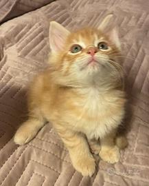 Maine coon