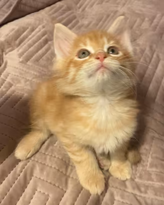 Maine coon