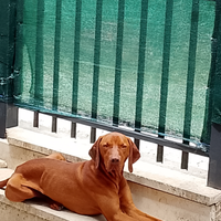 Disponibile per accoppiamento ( bracco ungherese )