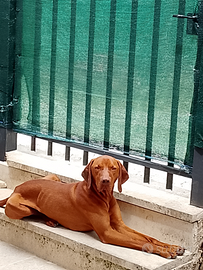 Disponibile per accoppiamento ( bracco ungherese )