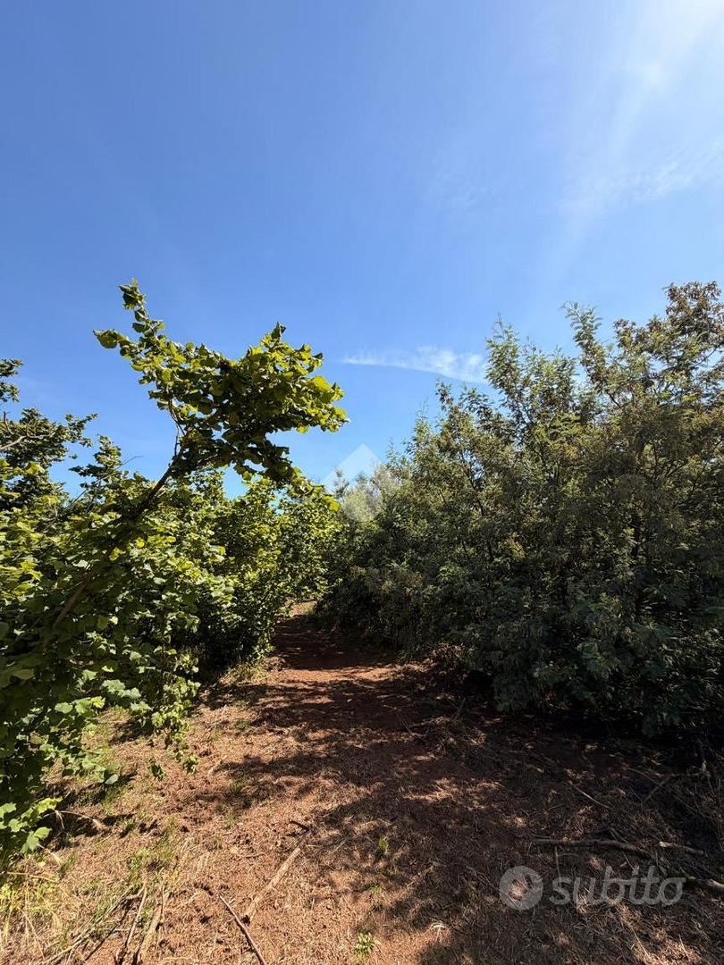 TER. AGRICOLO A GALLESE - Vista 5
