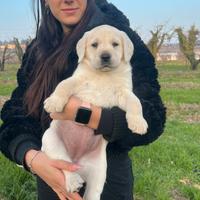 Cuccioli labrador