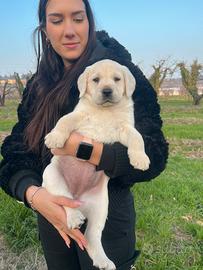 Cuccioli labrador